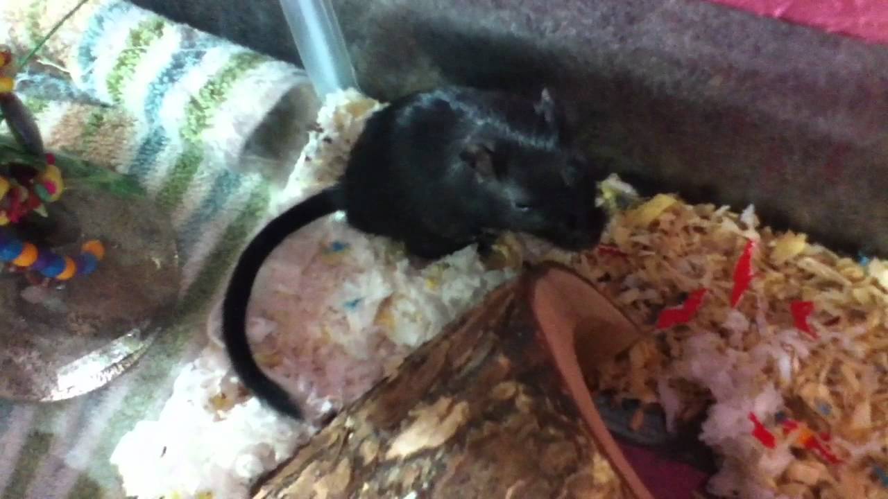 Cute Black Gerbil!