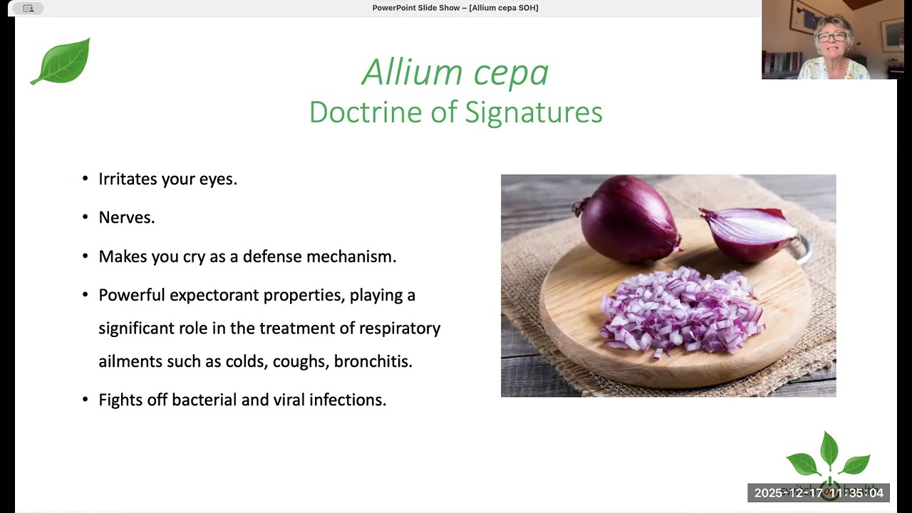 Allium cepa