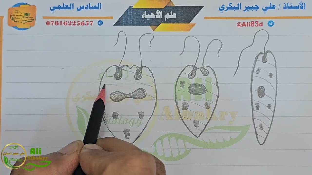 تعلم رسومات كتاب الاحياء السادس العلمي ( الانقسام او الانشطار الطولي في اليوغلينا ) 