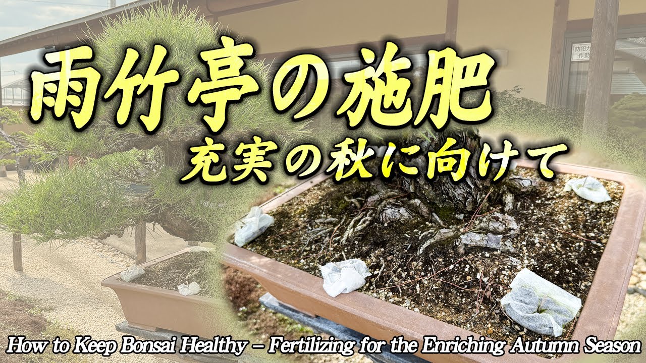 盆栽を健やかに育てるために～充実の秋に備える施肥～