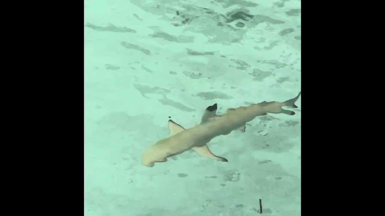 Maldives August 2024 - Komandoo Island Resort