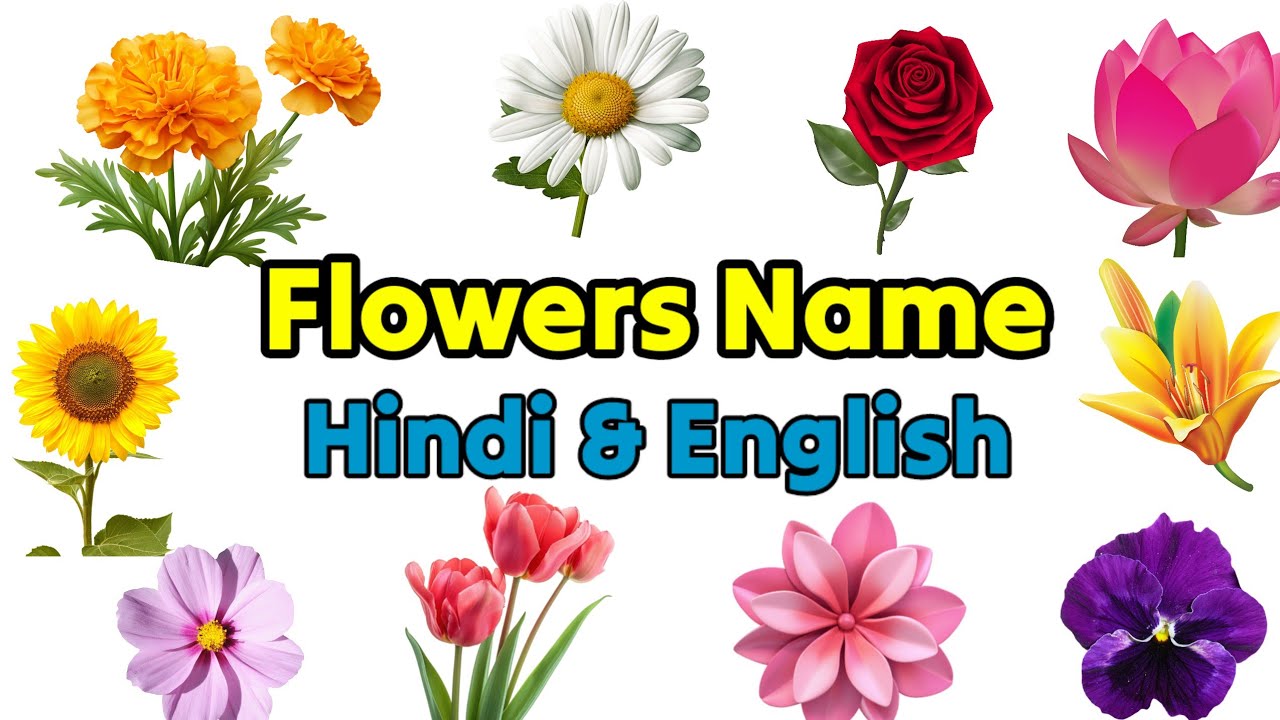 Flowers Name in hindi and english | फूलों के नाम | FLOWERS NAME | Fulon ke name 