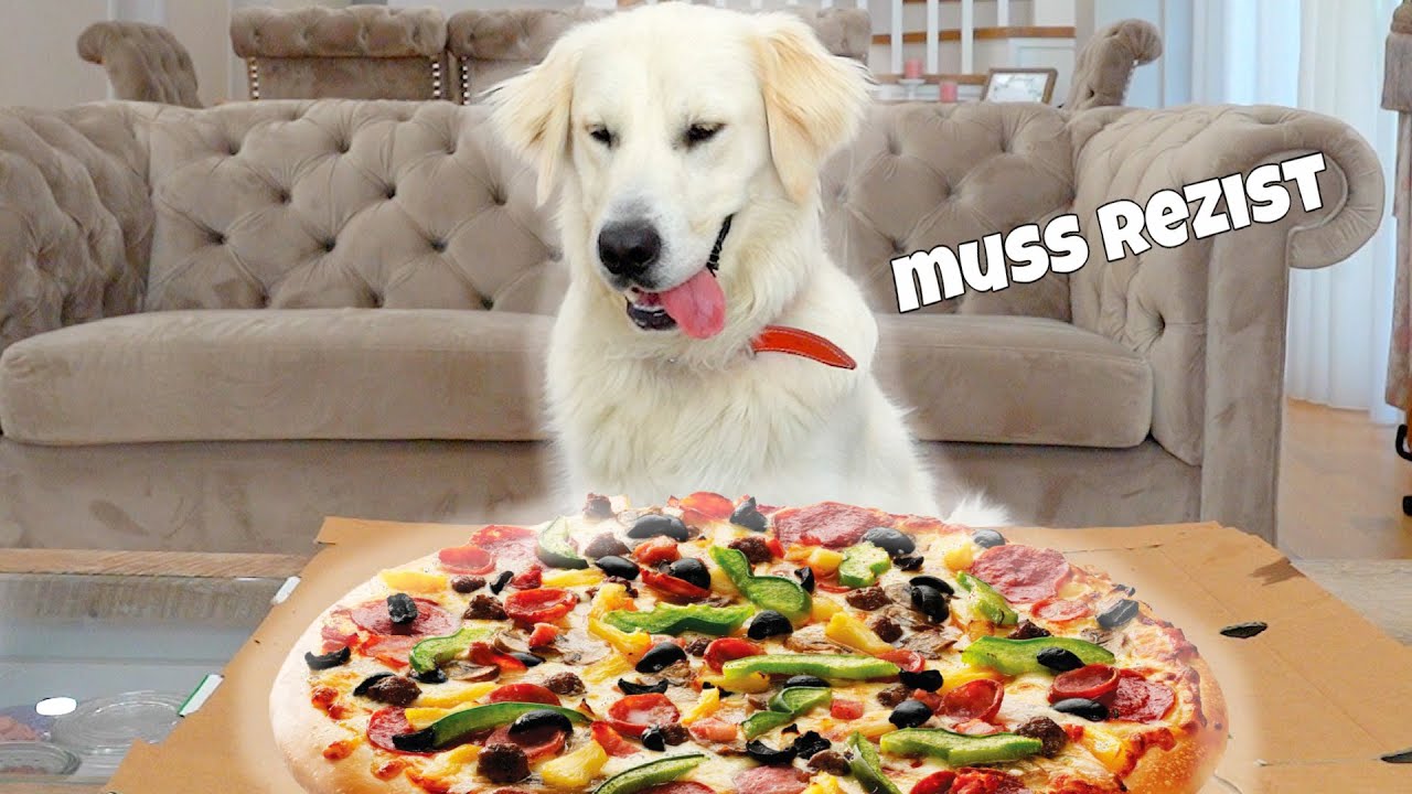 Leaving My Dog Alone With A Whole Pizza / Funny Dog Videos