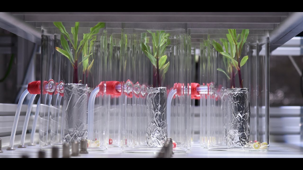 High Throughput Monitoring of Plant VOC Kinetics with a Novel Autosampler and the Vocus PTR TOF