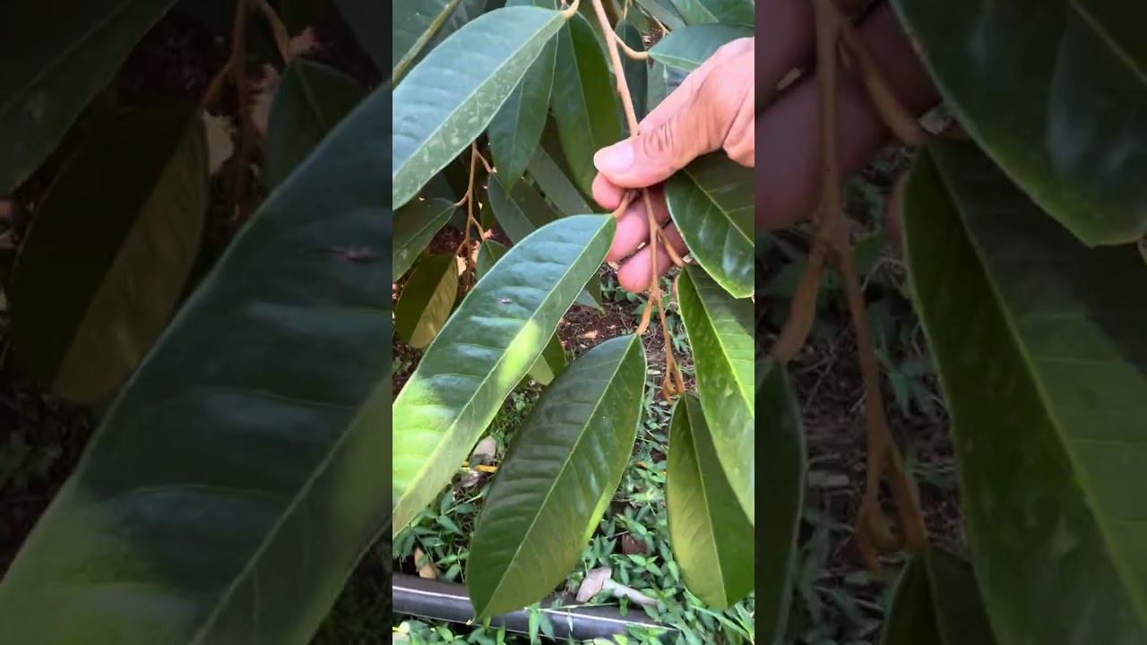 Xổ nhuỵ đọt không đi giảm nước 50-70% không xịt gì vẫn đậu nhiều 