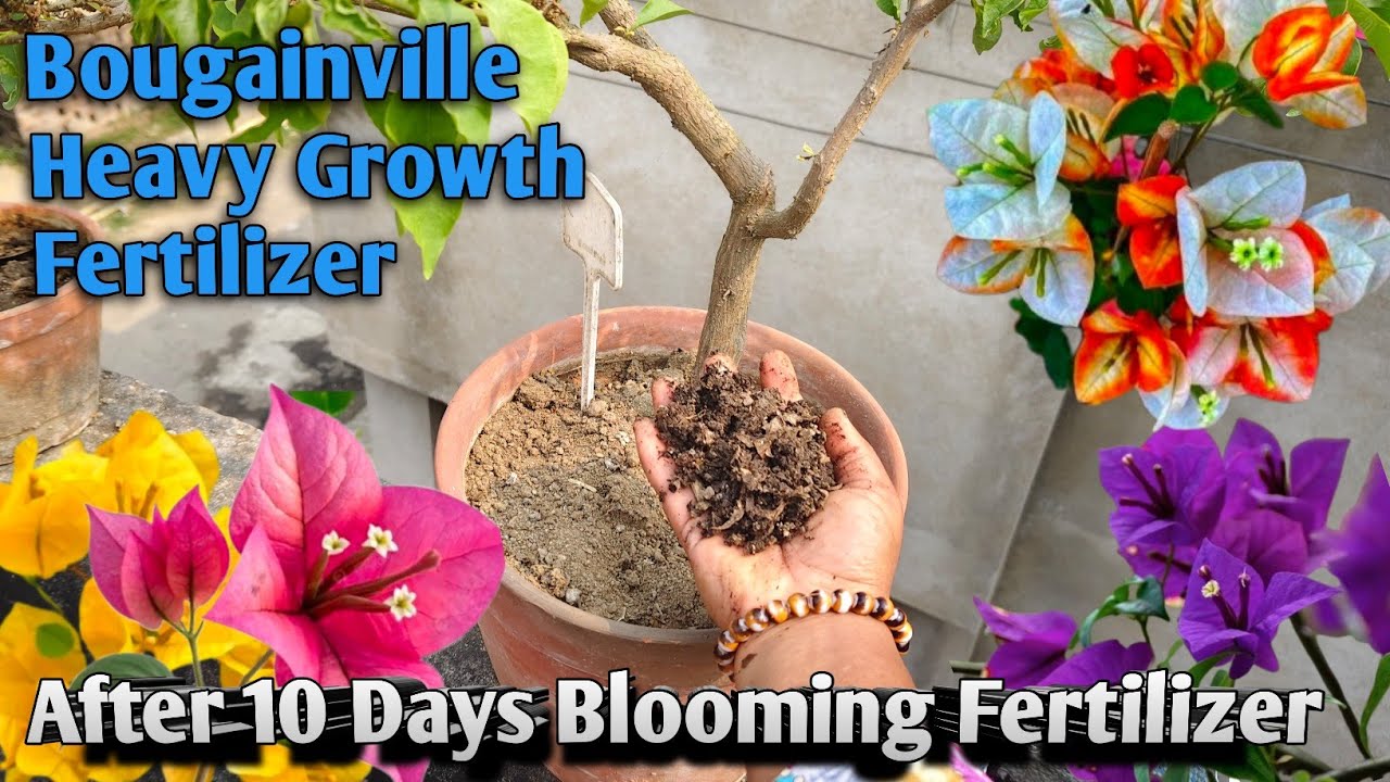 ORGANIC FERTILIZER FOR BOUGAINVILLEA | Fertilizer | Bougainville | Blooming | Growth |flowerhouse 