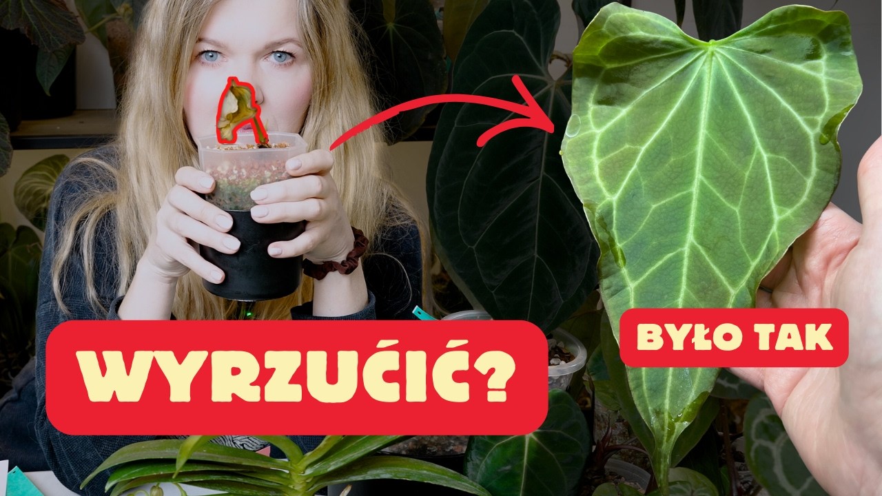 Moje Anthurium Delta Force umiera. WYRZUCIĆ czy RATOWAĆ?