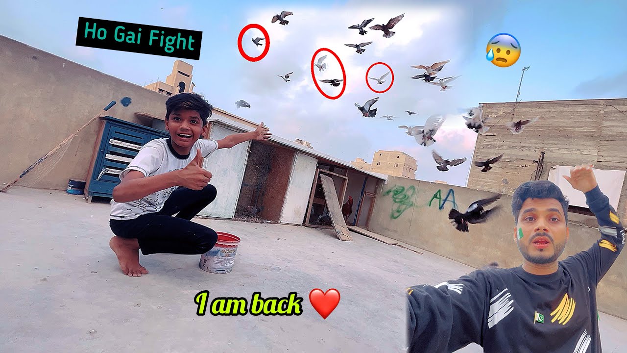 Aaj Hamari Kabutar Fight Ho Gai || Hamari Last Video ❤️‍🩹