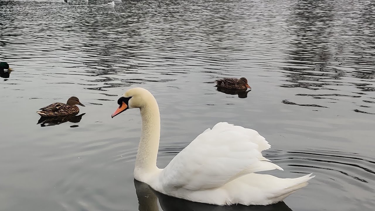 Beauty of the nature 🕊️🦢🌲🌊#nature #birds #pond #beautiful #beauty 