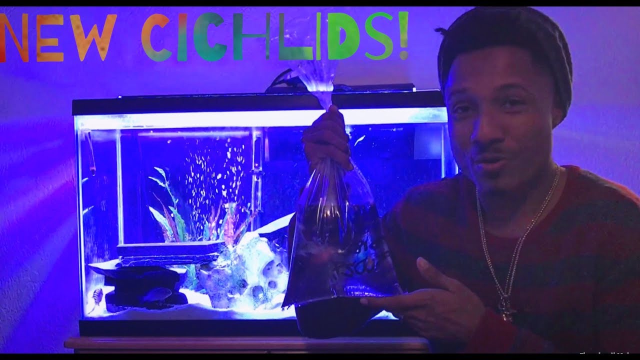 Adding New African Cichlids To Fish Tank