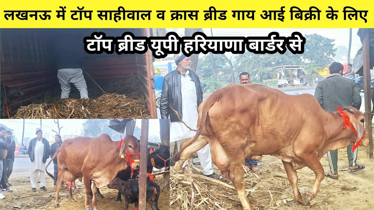 👌लखनऊ में यूपी हरियाणा बार्डर से टॉप साहीवाल व क्रास ब्रीड गाय बिक्री के लिए आई | bhanu dairy farm 