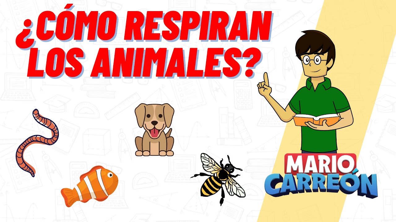 ¿Cómo Respiran los Animales?