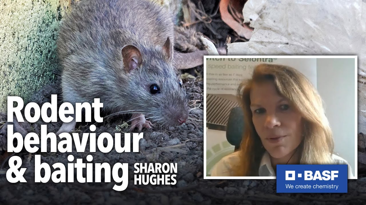 How rodent behaviour influences a baiting plan | BPCA Digital Forum (Jan 2021)