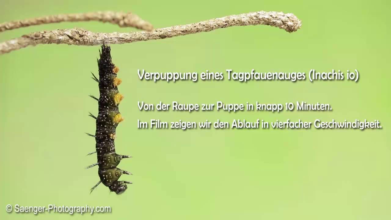 Verpuppung der Raupe eines Tagpfauenauges