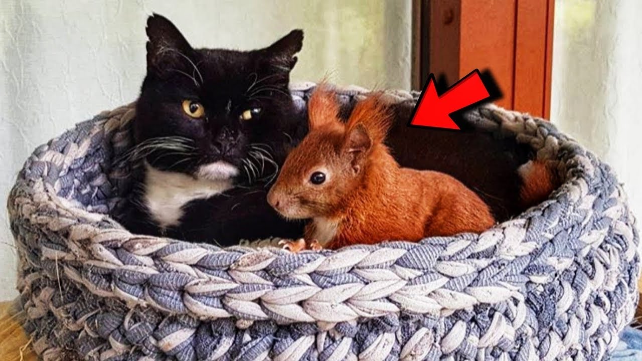 Eine adoptierte KATZE RETTETE ein Eichh&ouml;rnchenbaby, das vom Baum fiel, und zog es gro&szlig;!