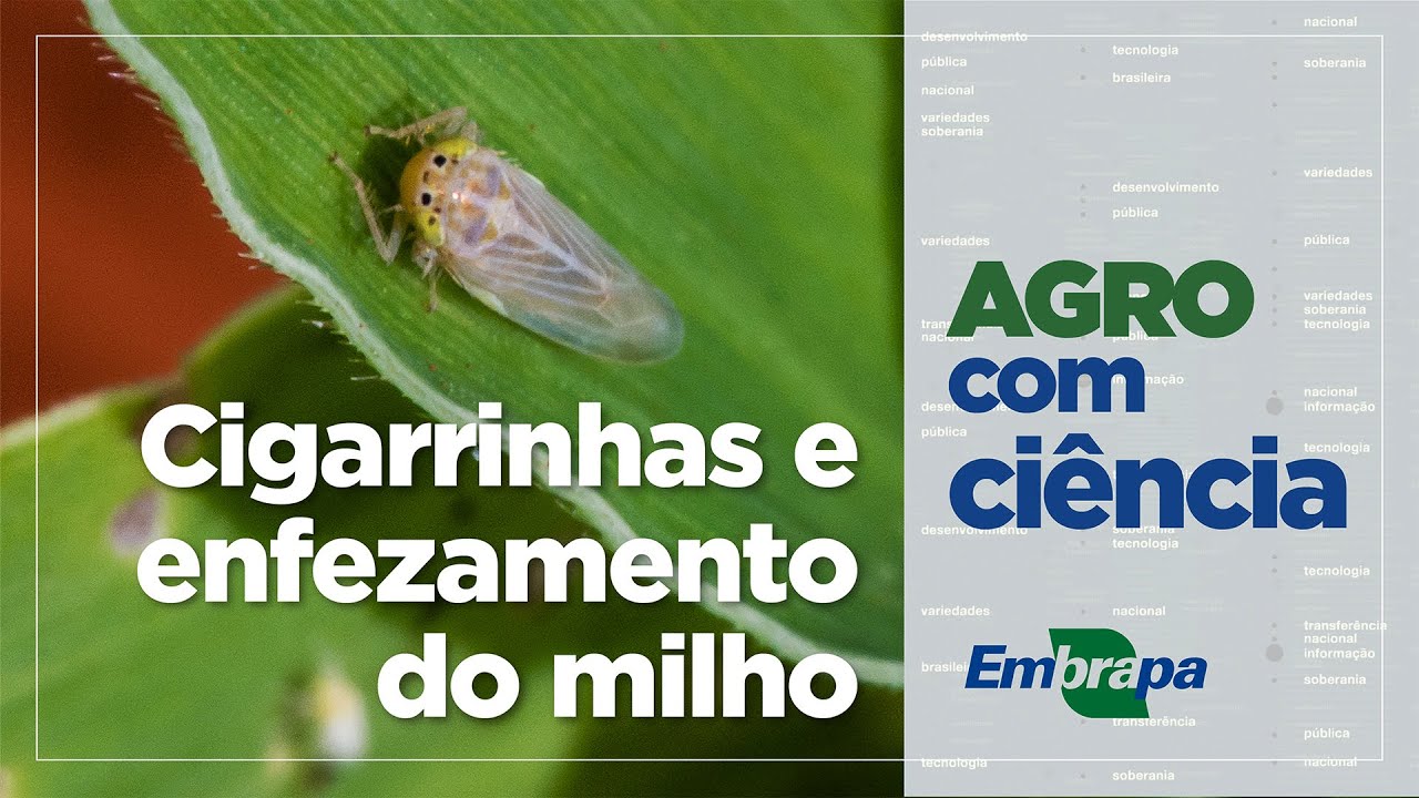 Agro com Ciência - Cigarrinhas e enfezamento do milho #Embrapa