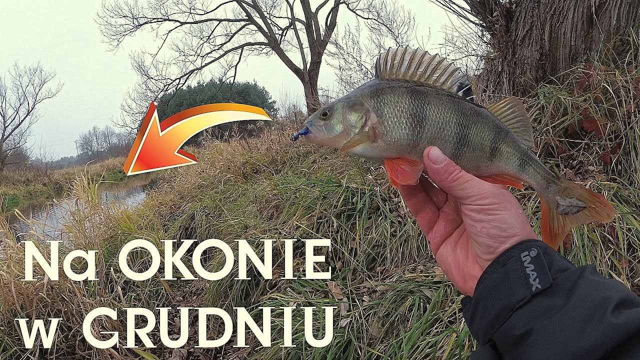 Okonie z nizinnej RZEKI | OKOŃ na spining w grudniu