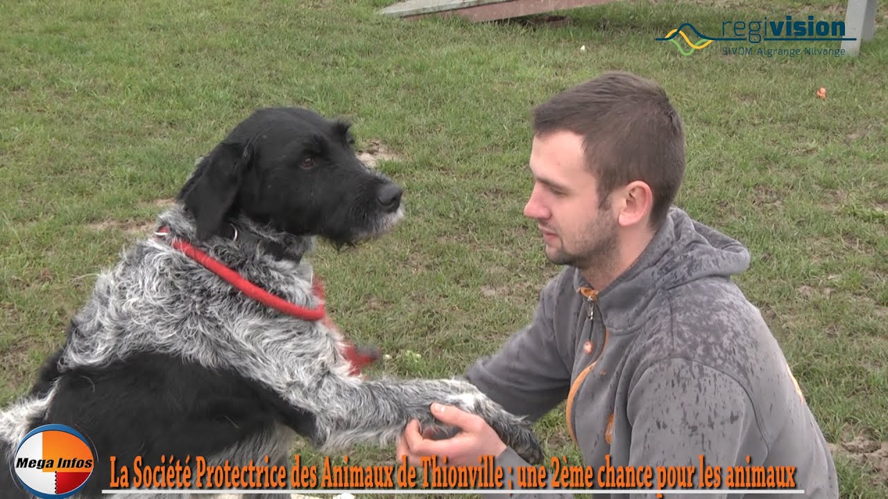 Le Refuge SPA de Thionville ; une 2ème chance pour les animaux