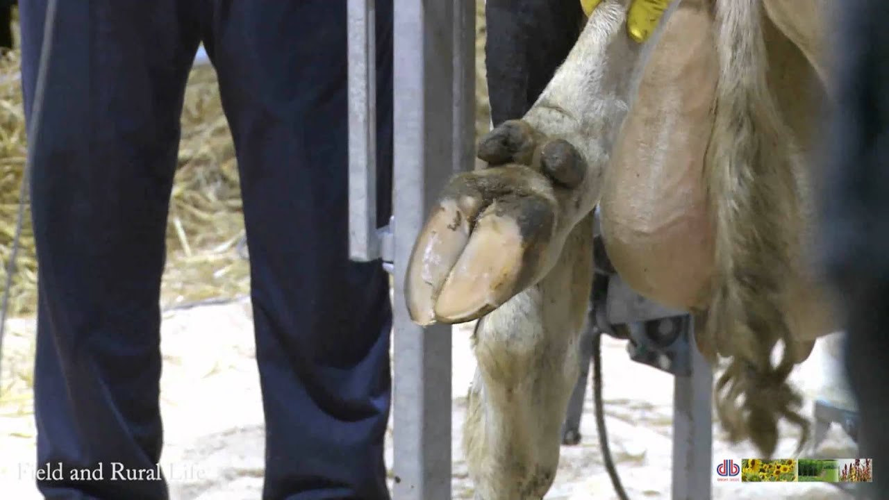 Hoof Care for Cows