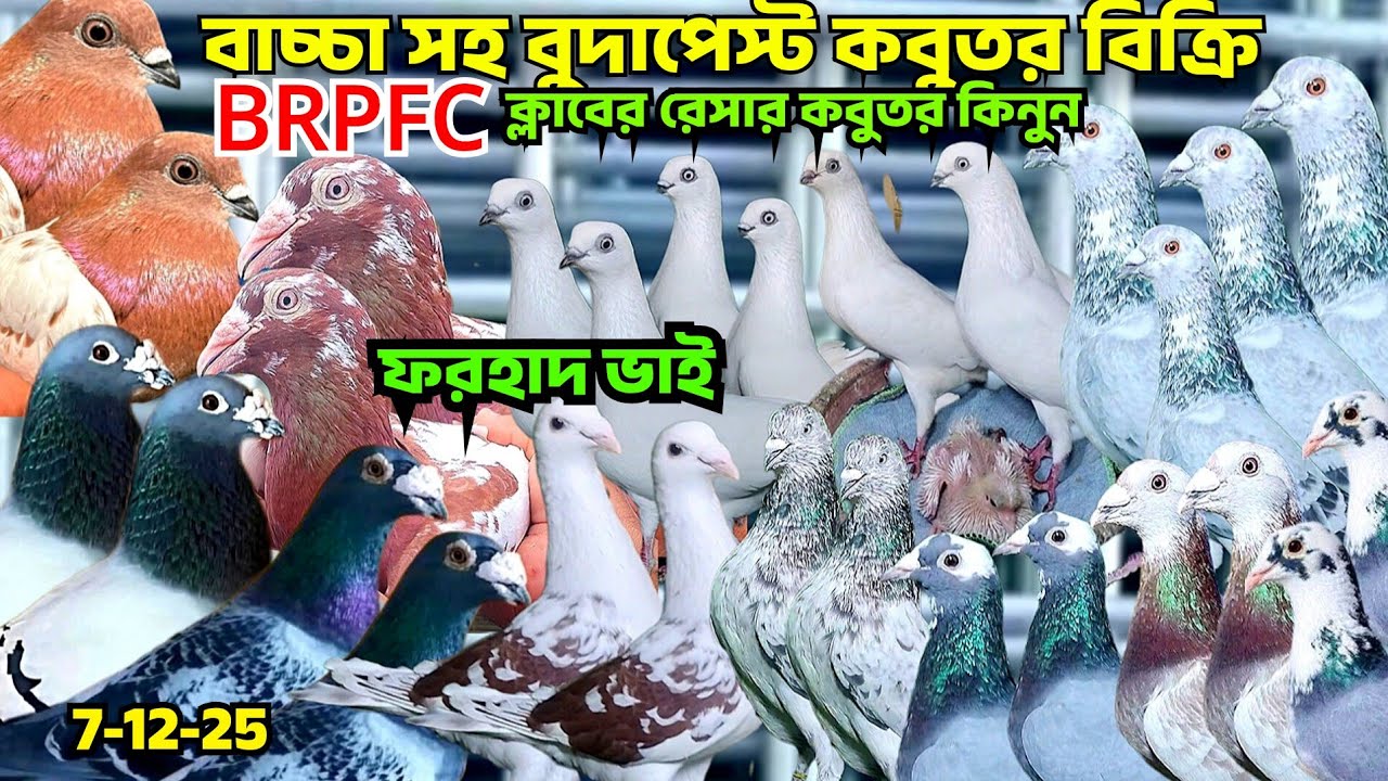 বাচ্চা সহ বুদাপেস্ট কবুতর বিক্রি হবে। আসল রেসার কবুতর কিনুন,কম দামে,ফহরাদ ভাইয়ের কবুতর