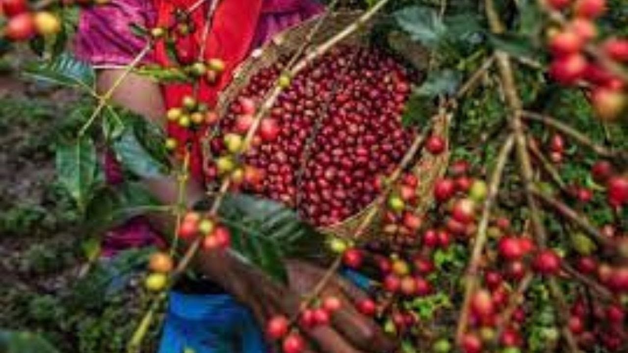Keiyo farmers plan to reap big from coffee farming