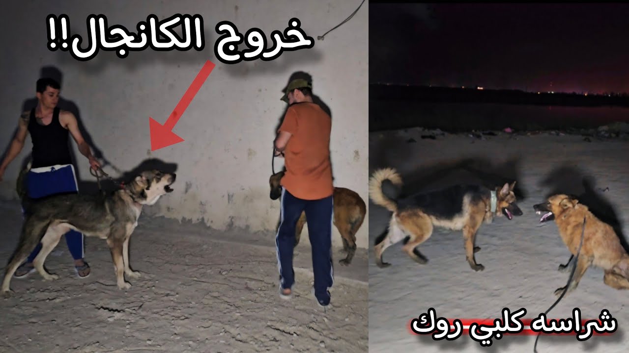 شخص يتحداني لأكن ندم !! رد فعل كلبي الكانجال عجيب 😱 بناء بيتي في المزرعة🌲😍