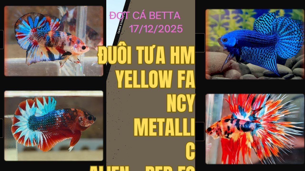 Đợt cá Betta 17/12/2025 Tưa Halfmoon multicolor giá rẻ, alien, red fancy