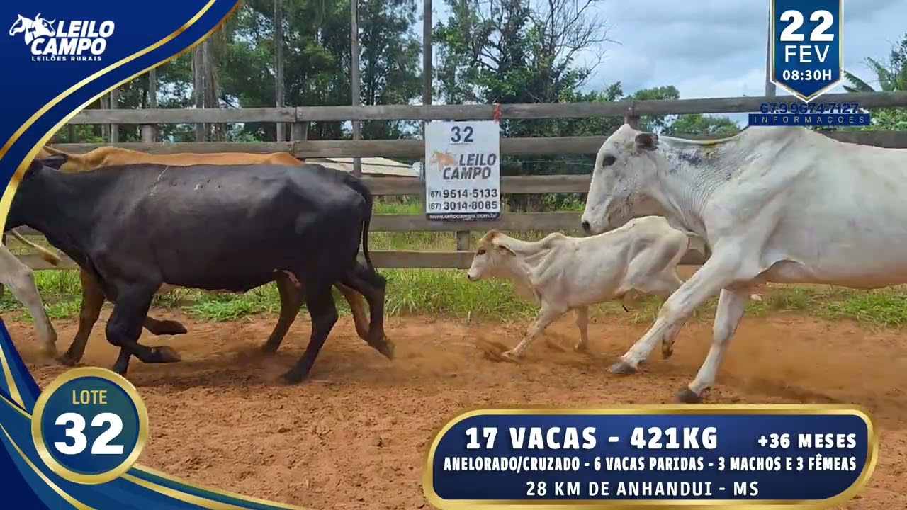 LOTE 32