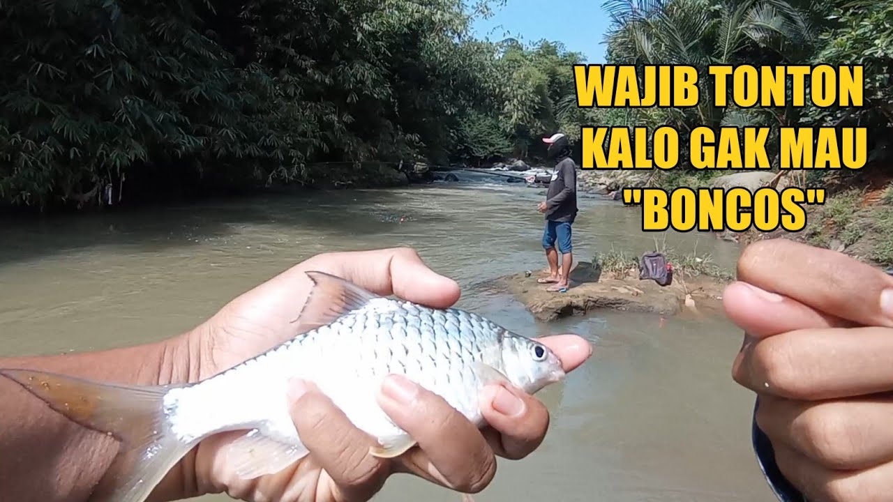 TERBARU‼️CARA PASANG UMPAN DAN TRIK RAHASIA MANCING DI ARUS DERAS‼️