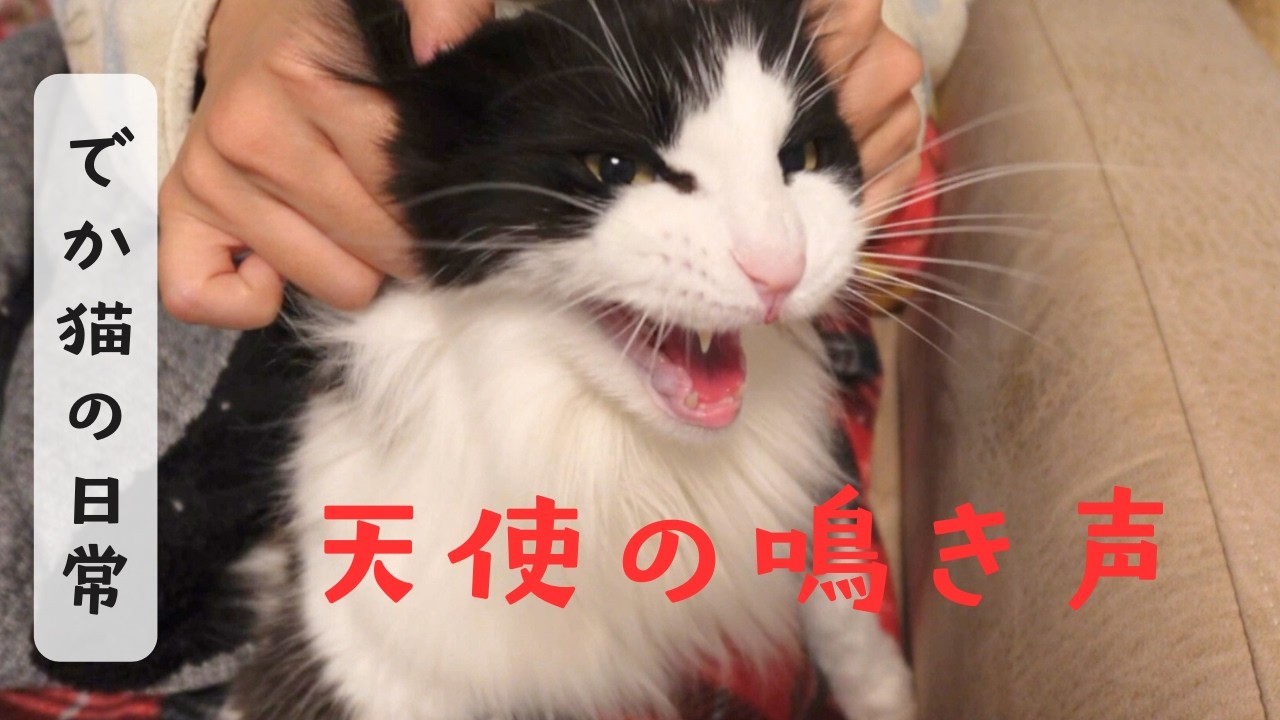 【でか猫の日常】天使の鳴き声と空飛ぶ王子様