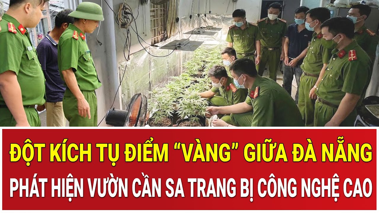 Đột kích tụ điểm “vàng” giữa Đà Nẵng: Phát hiện vườn cần sa xanh mướt được trang bị công nghệ cao