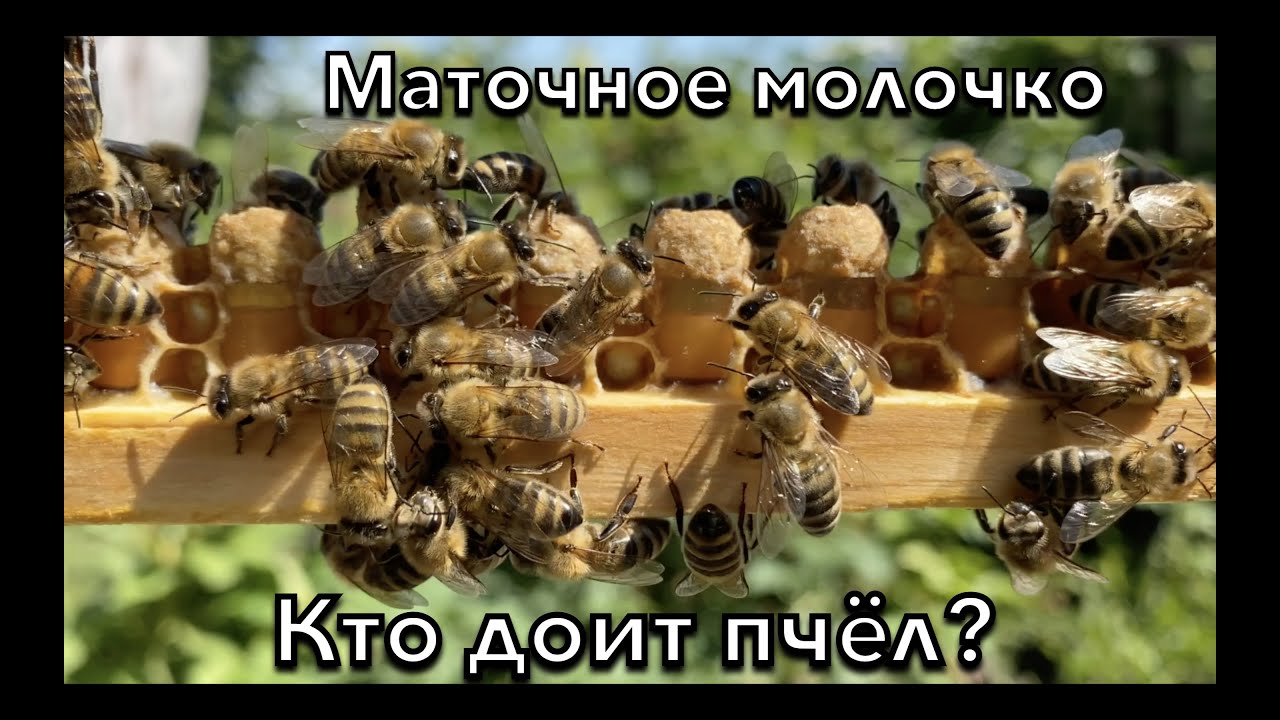 Маточное молочко. Что это такое и как его собирают? В чем польза и как его применять?