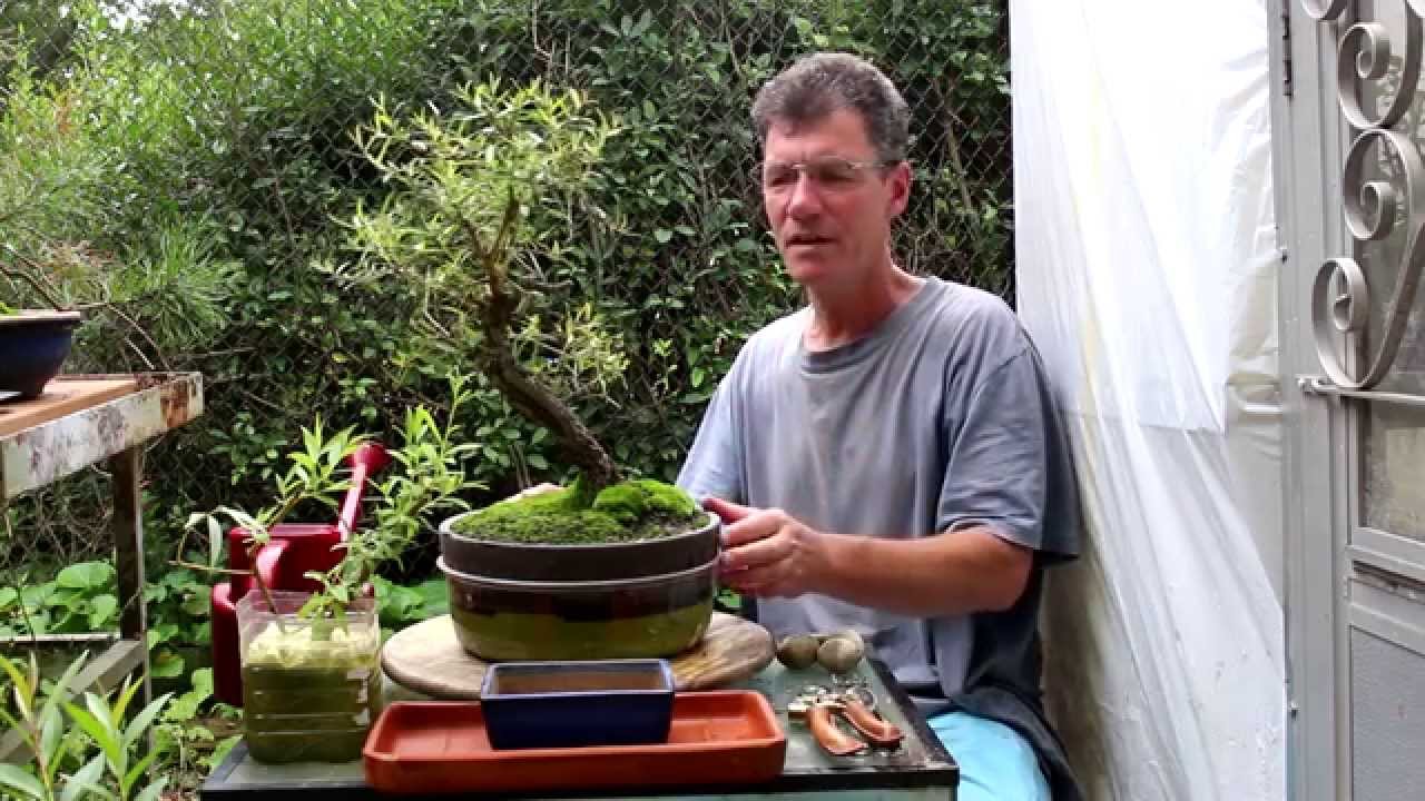 Willow Bonsai, Aug 2014