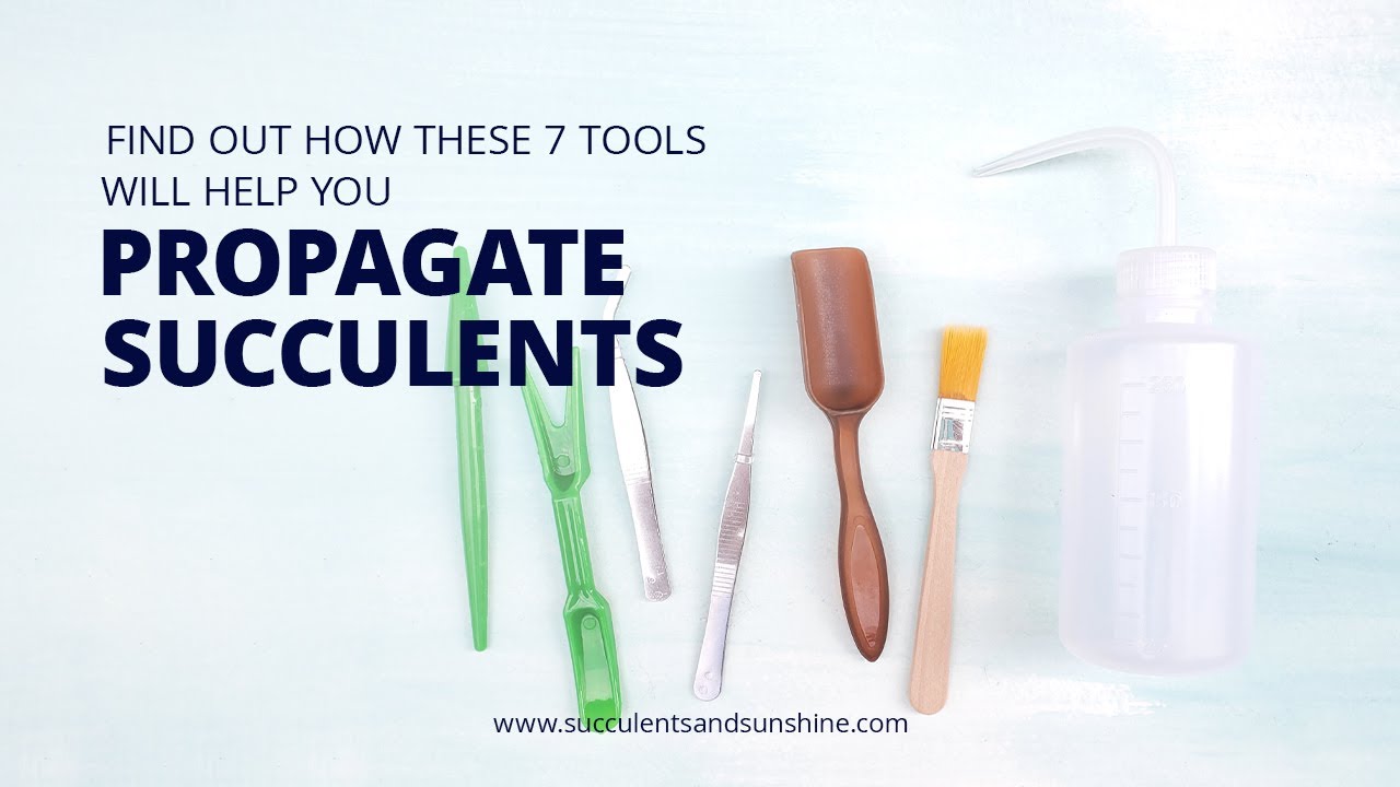 The best tools for propagating succulents