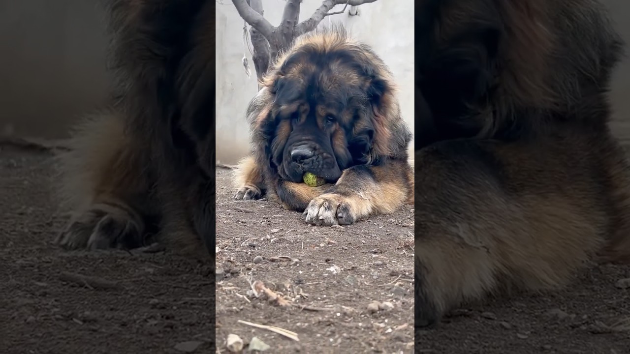 ქართული მეცხვარე | The Georgian Shepherd Dog!