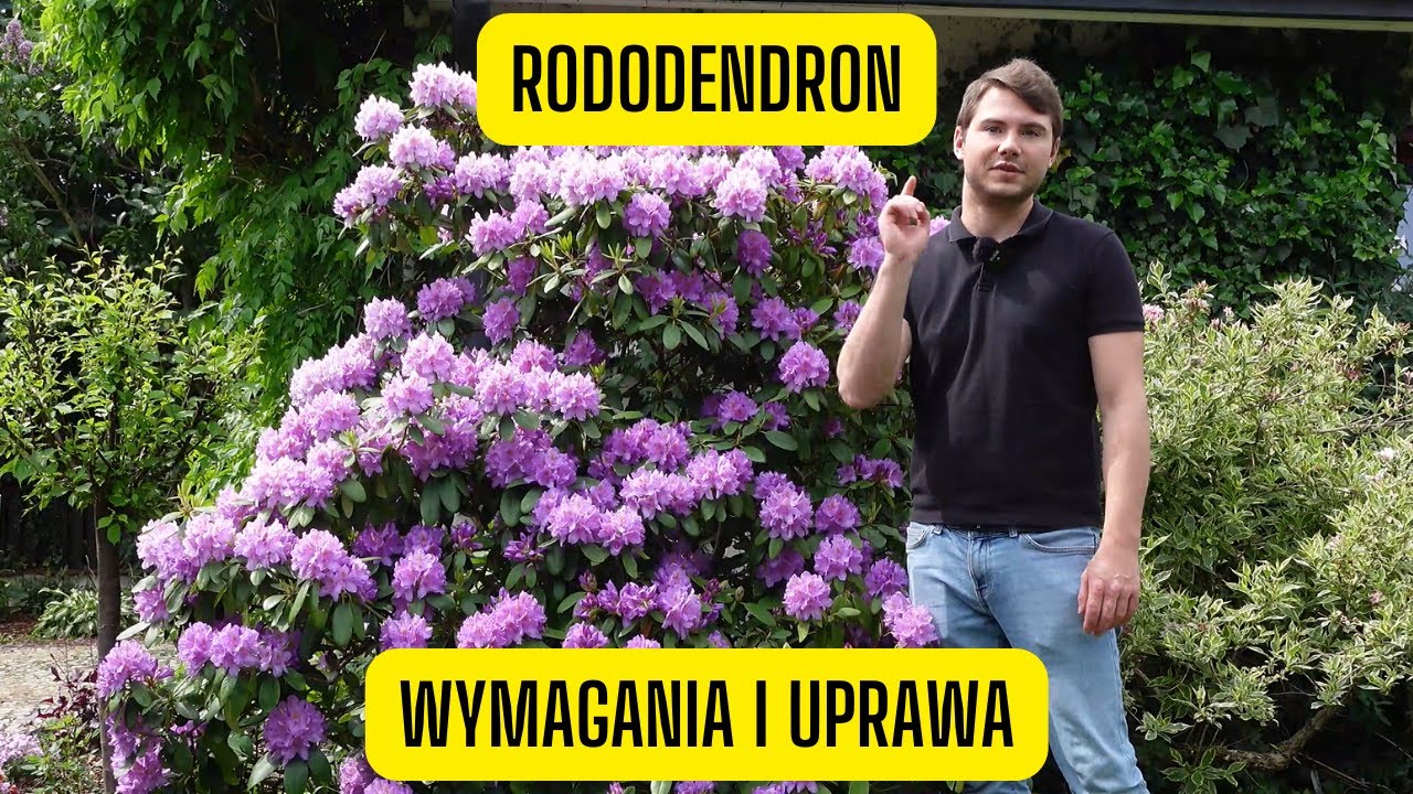 Rododendron – jak uprawiać różaneczniki? (Obficie kwitnące krzewy do ogrodów w cieniu)