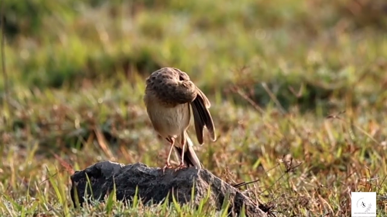 Let the morning sunshine flow in..