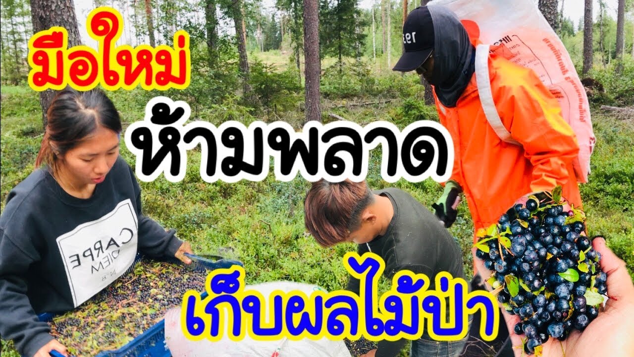 ไม่อยากพลาด! ต้องดูมือใหม่ หัดเก็บบลูบอร์รี่ ผลไม้ป่าฟืนแลนด์ ทำยังไง สังเกตุป่าแบบไหน ลูกดกหรือไม่