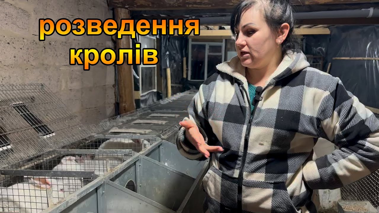 Розведення кролів Термонці в домашніх умовах. Життя в селі