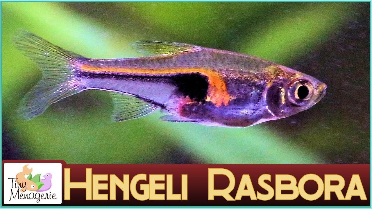 All About Hengeli Rasbora (Glowlight Rasbora): The Tiniest Schooling Fish?