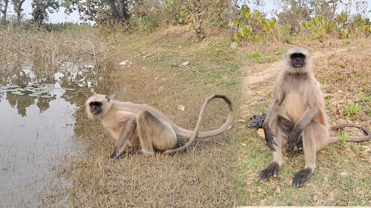 Peaceful Monkey Life Near Water | Wild Nature Moments