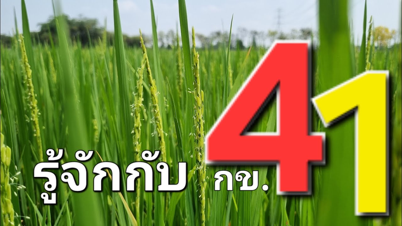 รู้จักกับข้าวพันธุ์ กข41 ที่เหมาะกับฤดูนาปรัง และข้อดีข้อเสียที่ควรระวัง