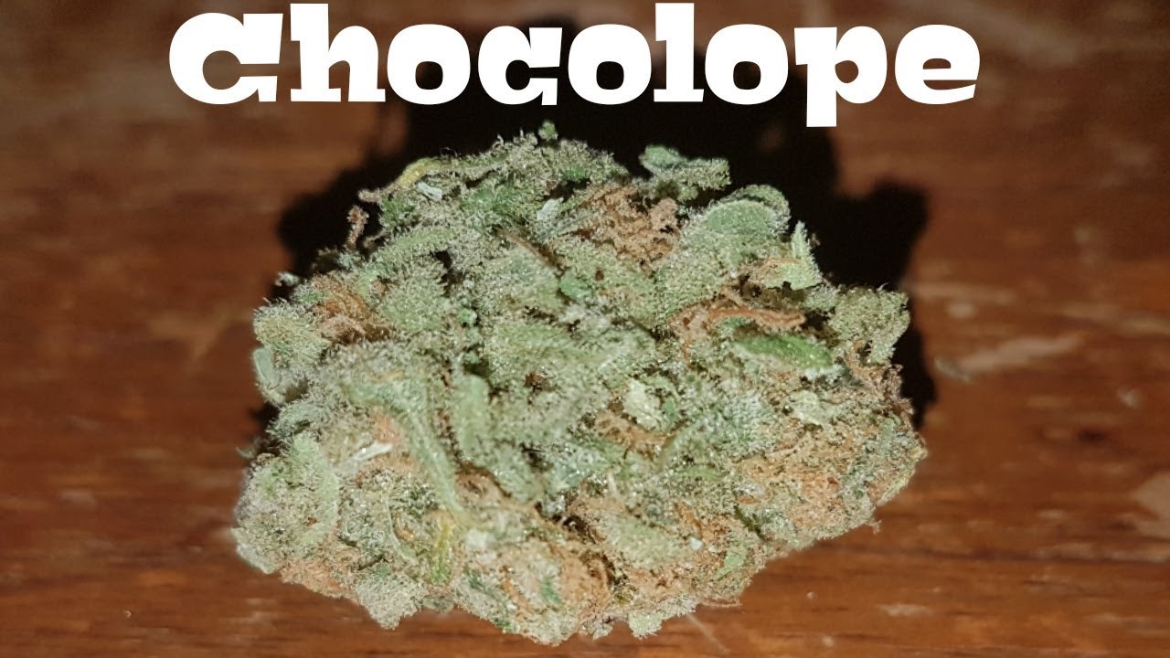 Обзор сорта - Chocolope