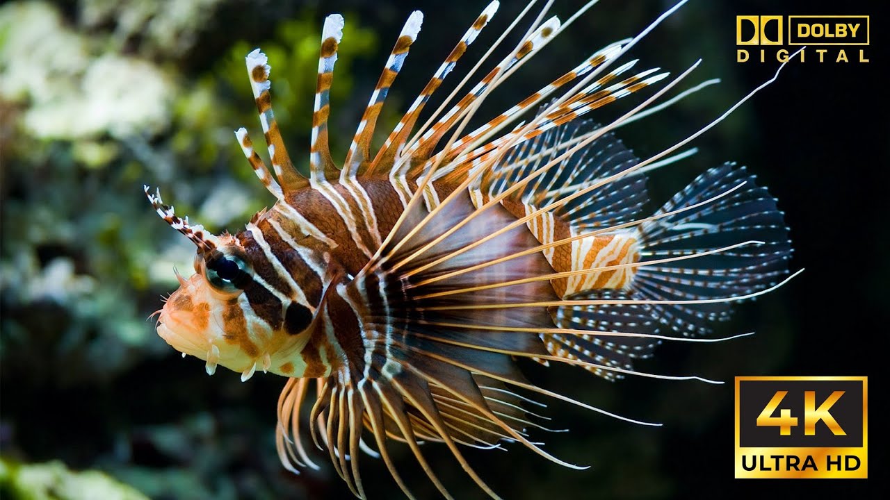 Ocean and Sea Creatures 4K UltraHD / Обитатели морей и океанов 4K UltraHD