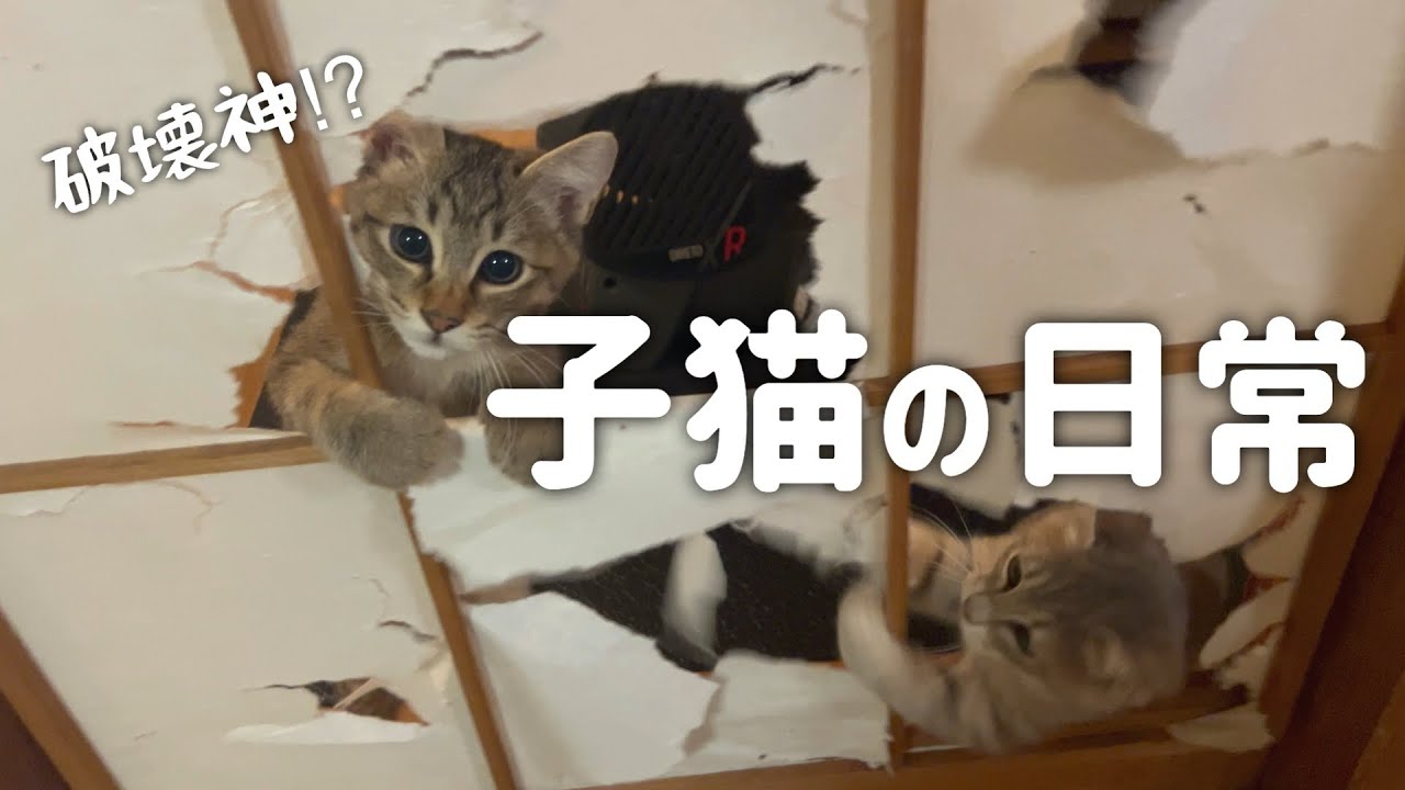 #18 保護から1ヶ月、子猫たちの日常Vlog