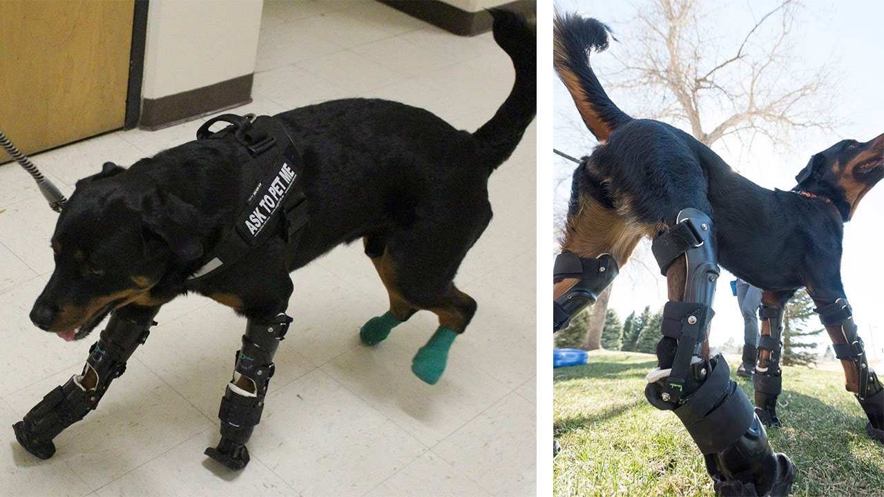 Perro con prótesis en sus 4 patas aprende a caminar de nuevo