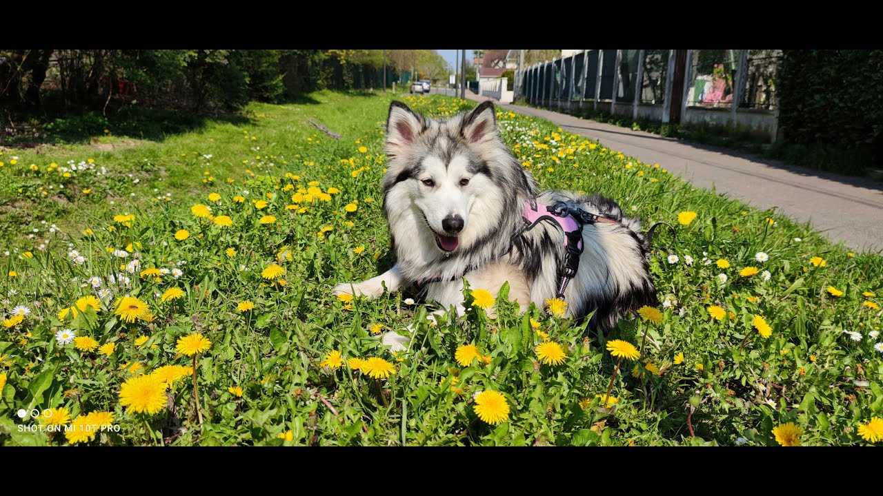 Roxy 12 mois Nordic Timber
