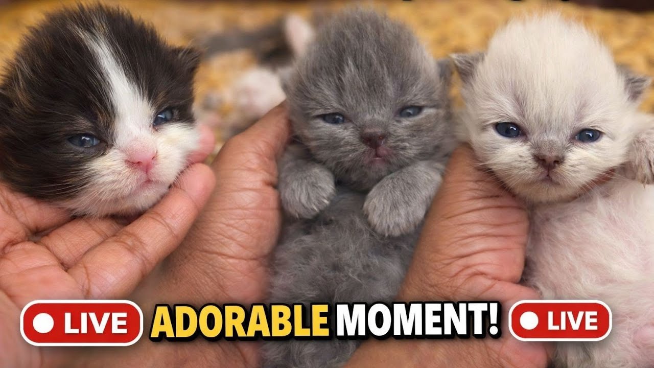 Cute kitten live ❤️🧿[151]#foryou #ytshorts #trending #viralvideo #shortsfeed #shorts #cute #kittens