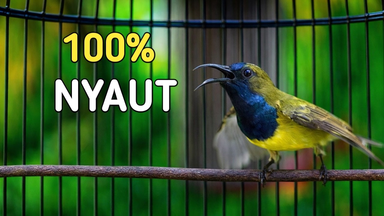 100% nyaut, pancingan sogon ampuh bikin nyaut langsung bunyi