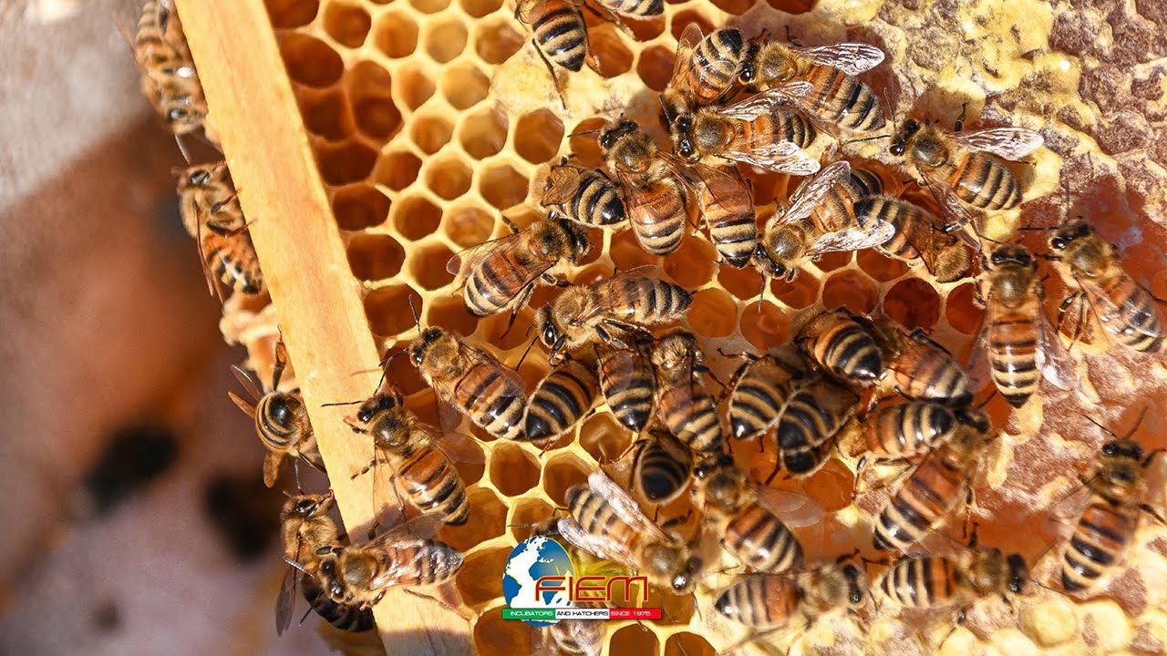 INCUBARE LE API - LE PRIME FORMAZIONI DELL'ALVEARE CON MELYOS